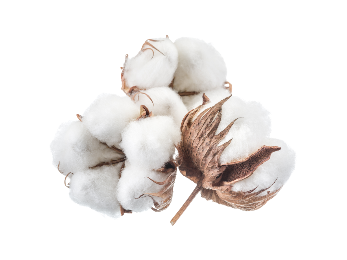 Pakistani Premium Cotton